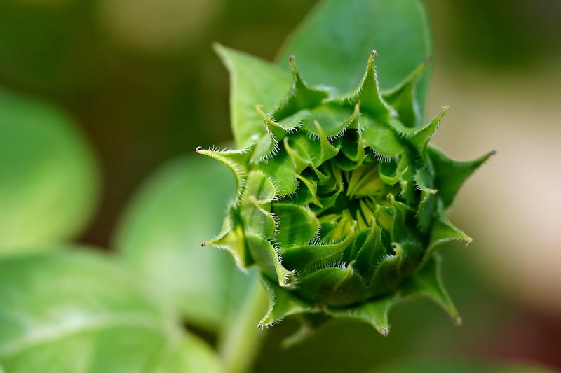 Organic Gardening